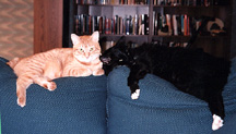 Mojo and Tucker